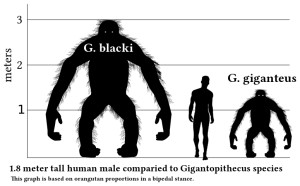 Gigantopithecus_v_human