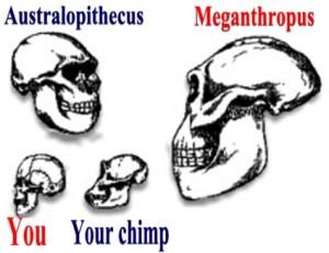 skullcompare